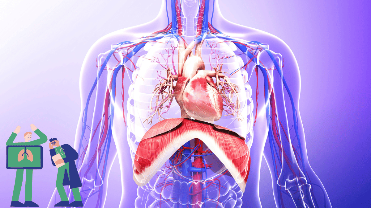 Respiratory System Functions, Diseases, and Health Tips